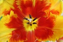 A British artist. David Hockney à la fondation Yves Saint-Laurent–Bergé. Par Noémie Courtès. A British artist. David Hockney à la fondation Yves Saint-Laurent–Bergé. Par Noémie Courtès.