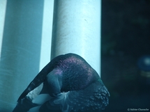 (c) Sabine Chaouche - Oxford 2006 (c) Sabine Chaouche - Oxford 2006