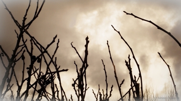 (c) Sabine Chaouche - Cours les Barres 2011 (c) Sabine Chaouche - Cours les Barres 2011