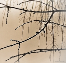 (c) Sabine Chaouche - Cours les Barres 2011 (c) Sabine Chaouche - Cours les Barres 2011