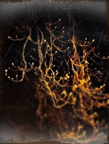 (c) Sabine Chaouche - Oxford 2012 (c) Sabine Chaouche - Oxford 2012