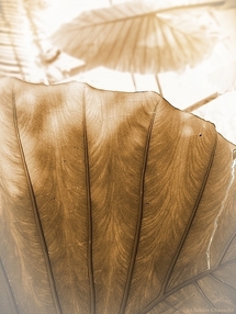 (c) Sabine Chaouche - Oxford 2009 (c) Sabine Chaouche - Oxford 2009