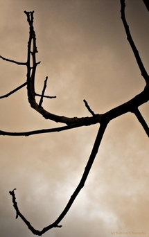 (c) Sabine Chaouche -- Cours les Barres 2011 (c) Sabine Chaouche -- Cours les Barres 2011