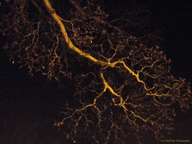 (c) Sabine Chaouche - Oxford 2012 (c) Sabine Chaouche - Oxford 2012