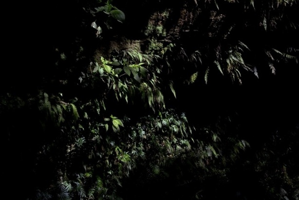 (c) SV. Caravaggio’s Moss B (2011) (c) SV. Caravaggio’s Moss B (2011)