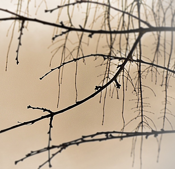 (c) Sabine Chaouche (c) Sabine Chaouche