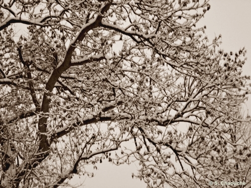 Oxford Playhouse and snow 004 Oxford Playhouse and snow 004