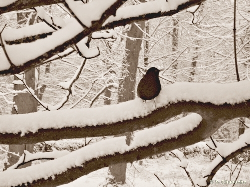 Oxford Playhouse and snow 008 Oxford Playhouse and snow 008